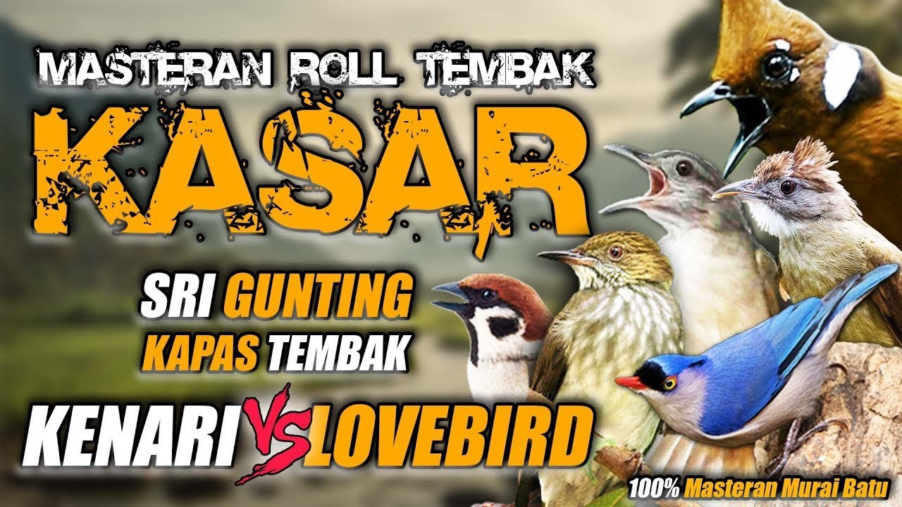 #5 MASTERAN MURAI BATU KASAR FULL TEMBAKAN❗CUCAK IJO, CENDET, KACER, ANIS MERAH