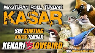 #5 MASTERAN MURAI BATU KASAR FULL TEMBAKAN❗CUCAK IJO, CENDET, KACER, ANIS MERAH
