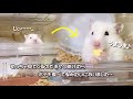 視線を感じるその先には圧が凄いハムスターがいました…