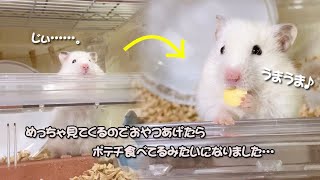 視線を感じるその先には圧が凄いハムスターがいました…