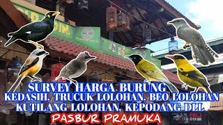 SURVEY HARGA BURUNG KEDASIH, TRUCUK LOLOHAN, BEO LOLOHAN DLL. PB PRAMUKA