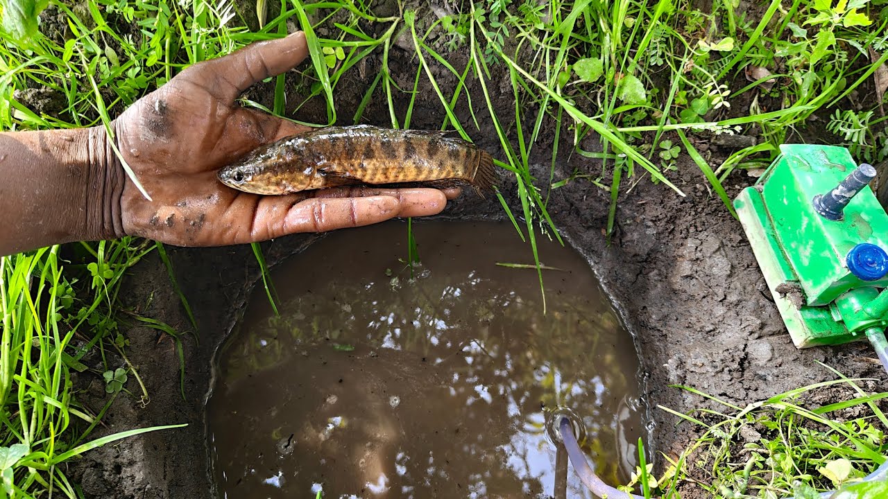 Catch fish use mini water pump l pond fish l big fish catching l fish ...