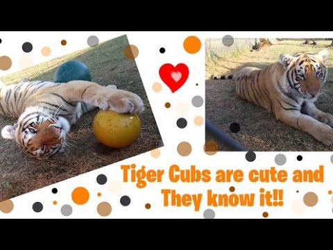 leopard print Devilishly Adorable | TIGER CUBS ARE CUTE & THEY KNOW IT