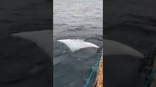 The fisherman at sea caught a manta ray, and the captain ordered the release