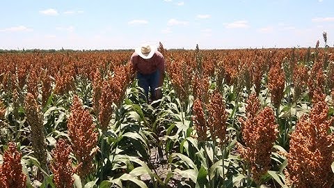 Sugarcane Aphid Management - Scouting