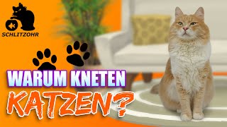 🔥 DIE WAHRHEIT! Warum machen Katzen Milchtritt?! Katze knetet Decke und schnurrt, Katze tretelt?!