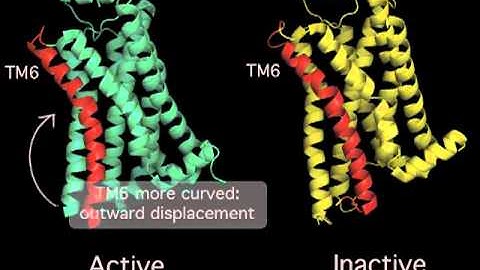 Receptor Conformation Structure.m4v