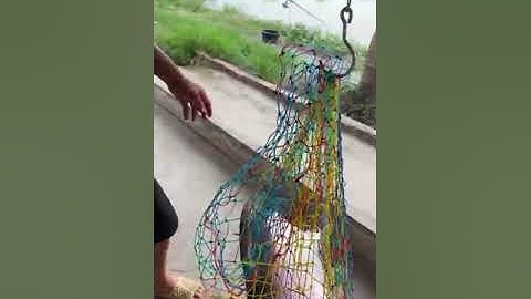 Vlogs 21 Những pha lên cá tra, chim tại hồ câu Vườn Dừa ấp Ngã Tư, xã Nhuận Đức, huyện Củ Chi, HCM