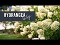 HOW TO make a LIMELIGHT Hydrangea hedge | BEFORE & AFTER 3 YEARS update