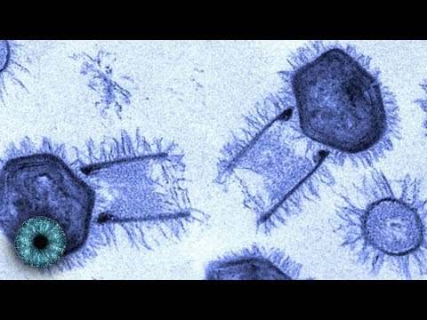 Video: Riesenvirus Gegen Amöbe: Kampf Um Die Vorherrschaft
