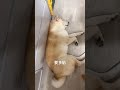 要多貼
