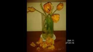 Tulipes a casa - Música: Lluís Llach - Que tinguem sort