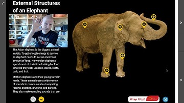 External Structures of an Elephant