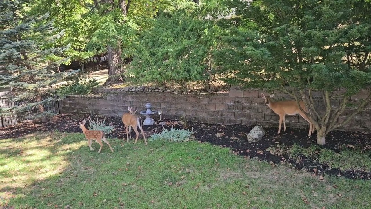 Такого насмотрелись пока думали какие занавески повесить на окно... 