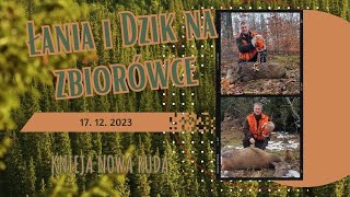 Driven hunt for deer and boars 17. 12. 2023 - Knieja Nowa Ruda