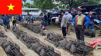 Tam Duong Ethnic Market : A Journey Into Vietnam's Highlands