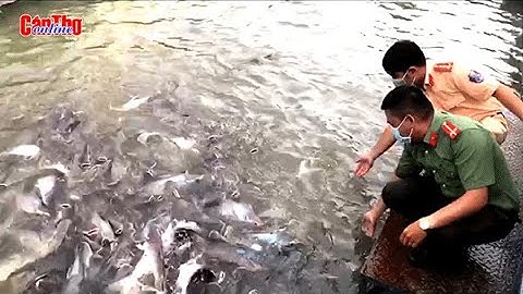 Kỳ lạ đàn cá thiên nhiên hàng ngàn con trên sông Hậu