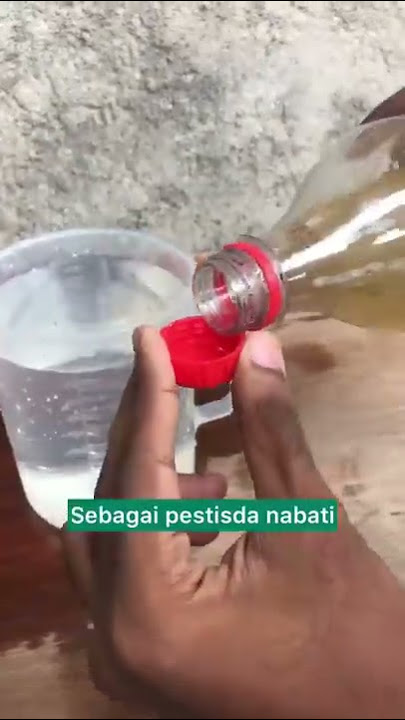 Pestisida Nabati Dari Kulit Bawang