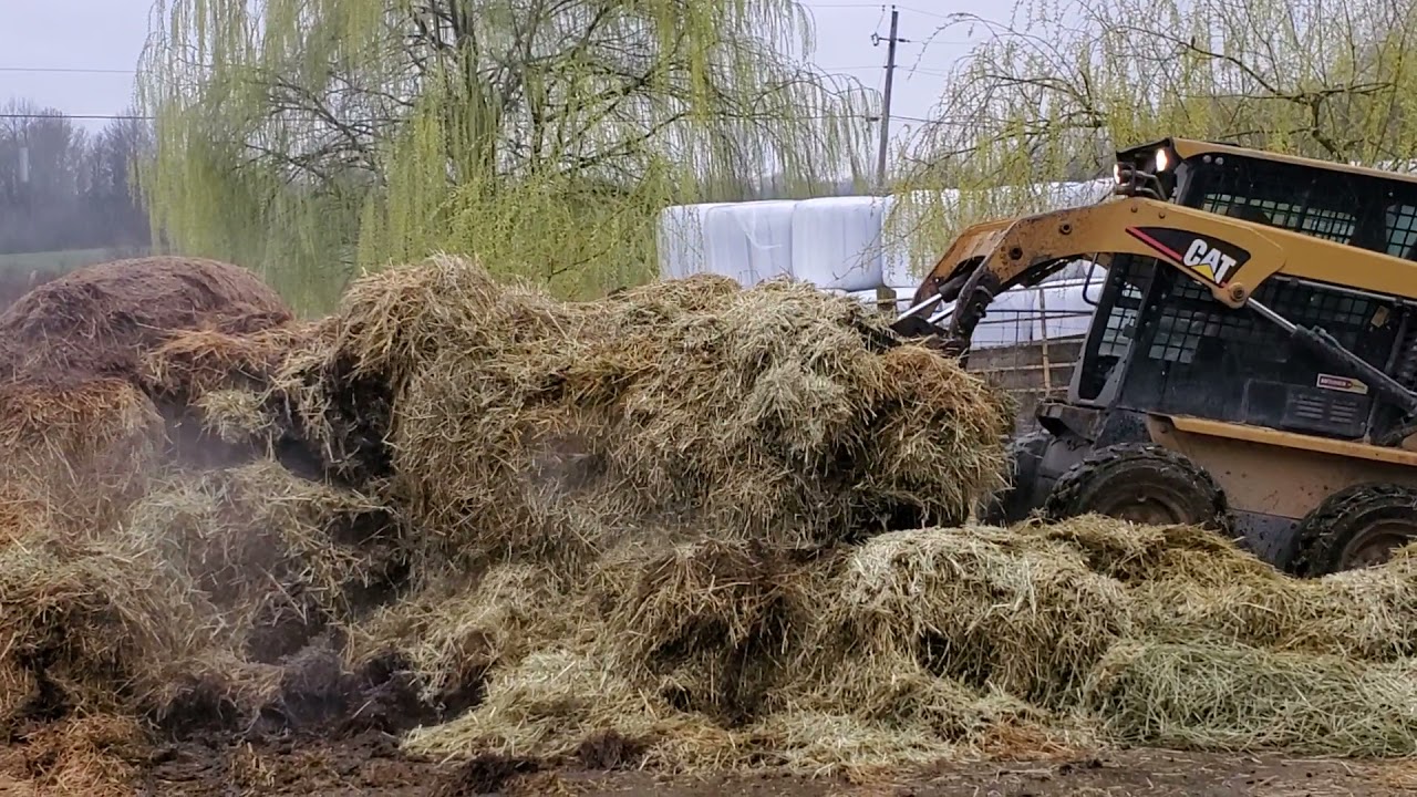 Sheep Farming: Finishing Clean-up in Ram Paddock