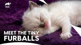 Can You Handle The Cuteness Of These Tiny Kittens | Too Cute S1 E4 | Animal Planet India
