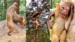 Hard adult monkey so mean on baby monkey / Adult monkey torture baby monkey.#MountainMonkeys