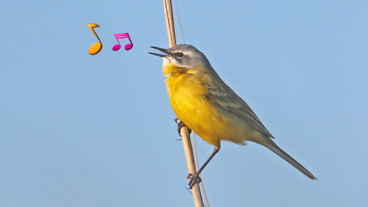 The Western Yellow Wagtail (Motacilla flava) Alvéola-amarela 