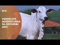 TERRA PECUÁRIA - 4º LEILÃO GUADALUPE AGROPECUÁRIA EXPOZEBU 2023 - 30 ANOS DE SELEÇÃO