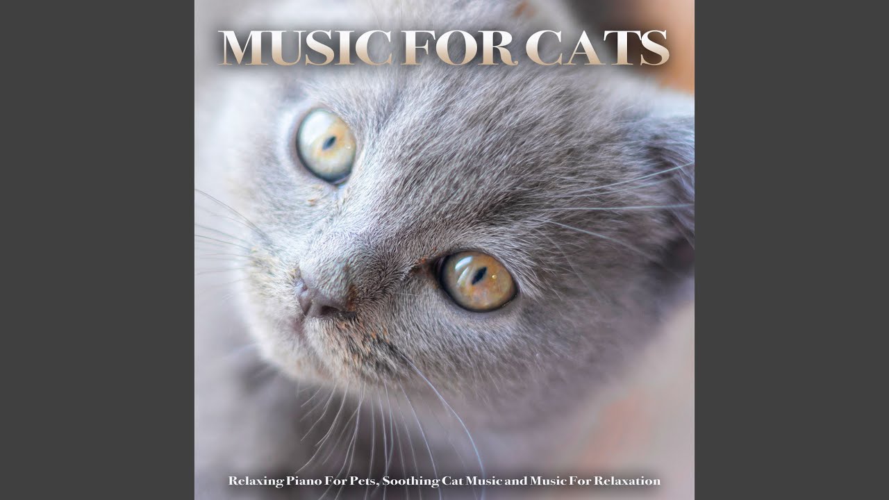 Background Music For Pets While You're Away