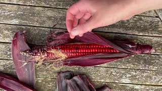 Painted Mountain Corn: Colours Revealed