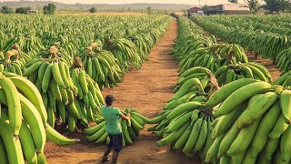Perfect Banana Chili Americas Agricultural Innovations