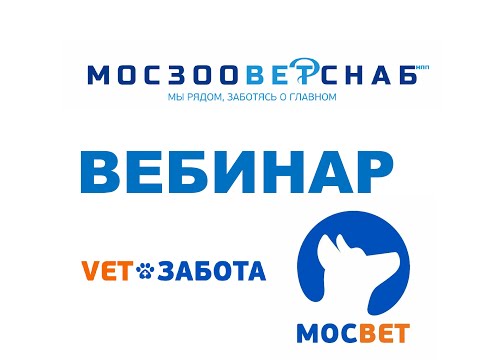 Лимфомы.  Диагностика и терапия у кошек и собак