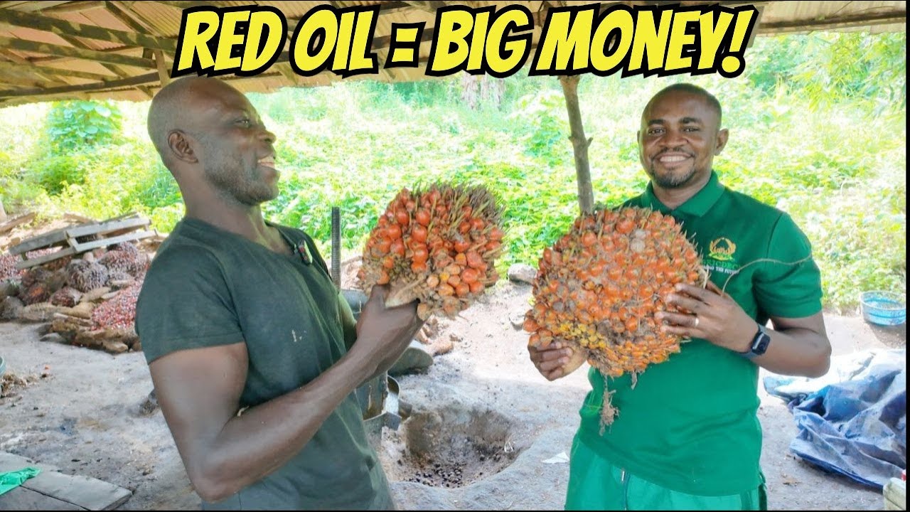 The Oil That Fueled an Empire - Palm Oil Production in Nigeria