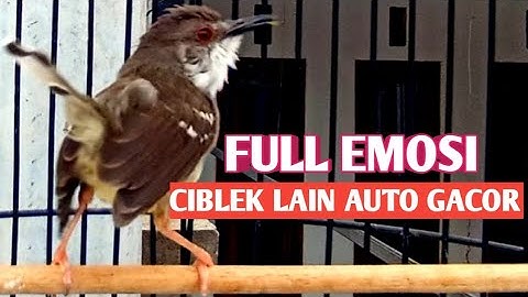 Masteran Prenjak Vs Ciblek Gacor dor Brem Rapat Tanpa Jeda
