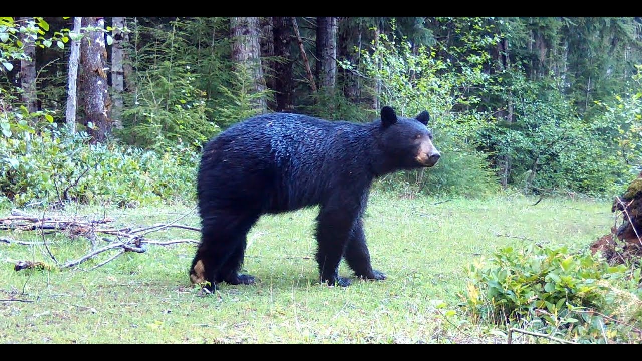 Washington state wildlife camera check.