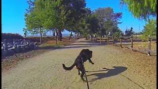 Bikejoring Training on Urban Trails with my Beauceron