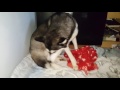 Husky puppy being born