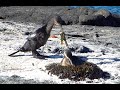 Scenes from Galapagos in 4K part 4: Fernandina