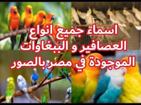 أسماء جميع أنواع الطيور والببغاوات الموجودة في مصر يوتيوب