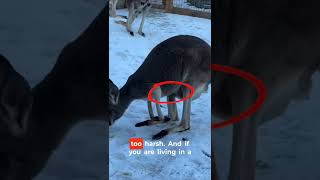 I Can't Believe Kangaroos Actually Do This