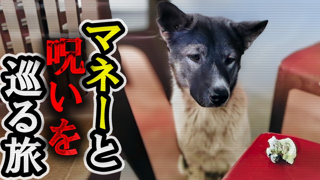 カジノも詐欺団地もない場所へ行きたいワン!