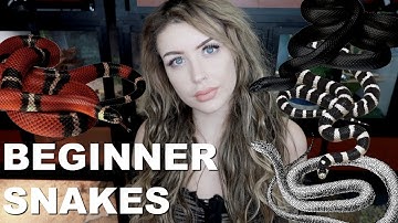 All of the BEST Beginner Snakes (No, Not Ball Pythons)