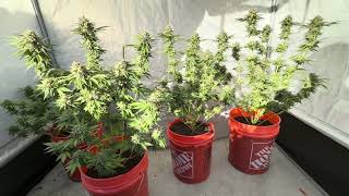 2026 indoor, outdoor and greenhouse growing channel June 10