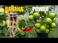 🍐Grow Guava Trees FASTER Than You Ever Thought Possible🌱