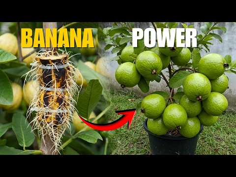 🍐Grow Guava Trees FASTER Than You Ever Thought Possible🌱