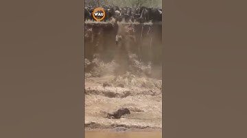 WILDEBEEST Migration: Parkour to find new land