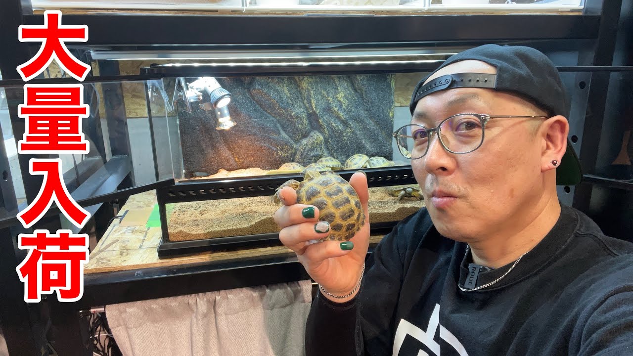 DREXXに亀がやってきました！【新入荷】