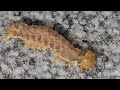 Worm in Close up - گشتار کرم از نگاه کمره