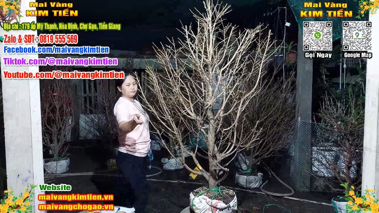 Mai Vàng Nhiều Nụ Đón Tết Bao Ship Toàn Quốc - Mai Vàng Kim Tiền Chợ Gạo