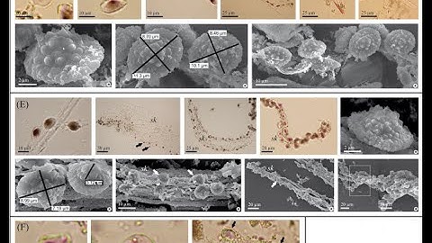 Phytoliths of Family Orchidaceae: An Overview