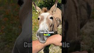 Donkeys are like sweet but chaotic toddler 😂 #funny #foryou #animals #farming #donkey